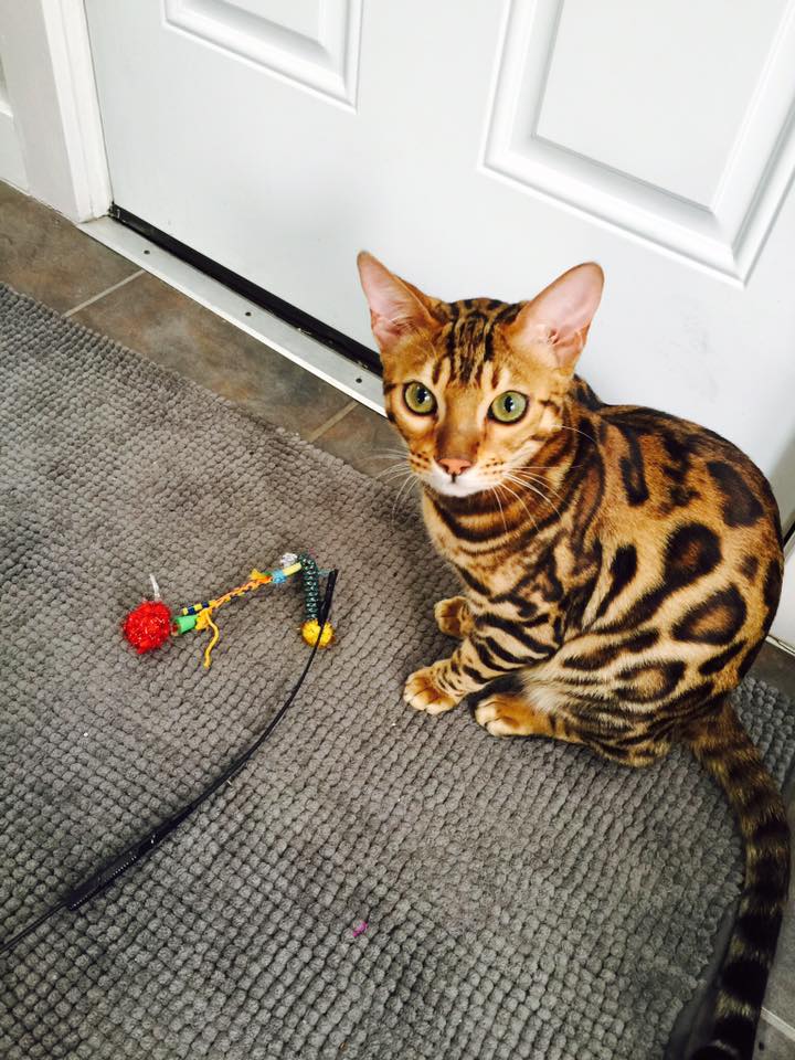 boydsbengals testimonials 021