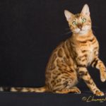 bengal cats queen