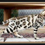 bengal cat retired queen