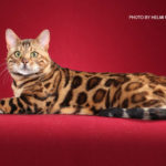 bengal cat retired stud