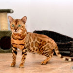 bengal cats stud