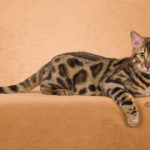 bengal cats stud