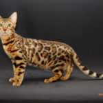 bengal cats