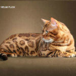 bengal cats stud