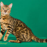 bengal cat retired stud