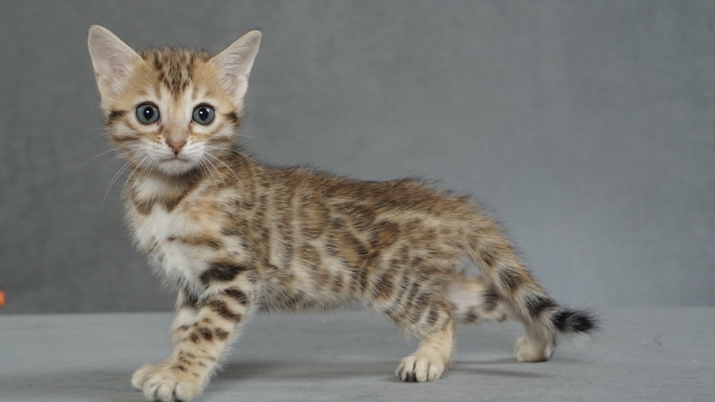 Available Bengal Kittens For Sale - BoydsBengals