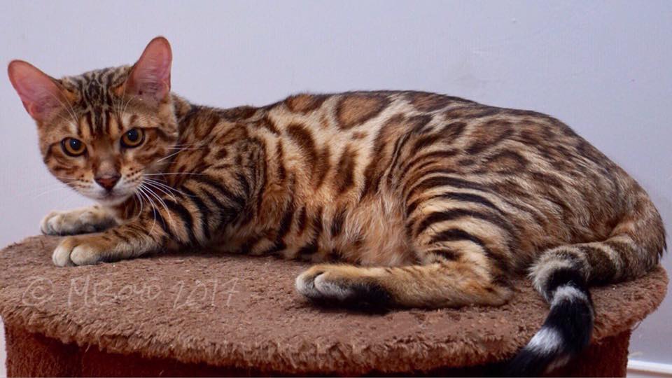 Bengal Adult Cats For Sale In GA - BoydsBengals