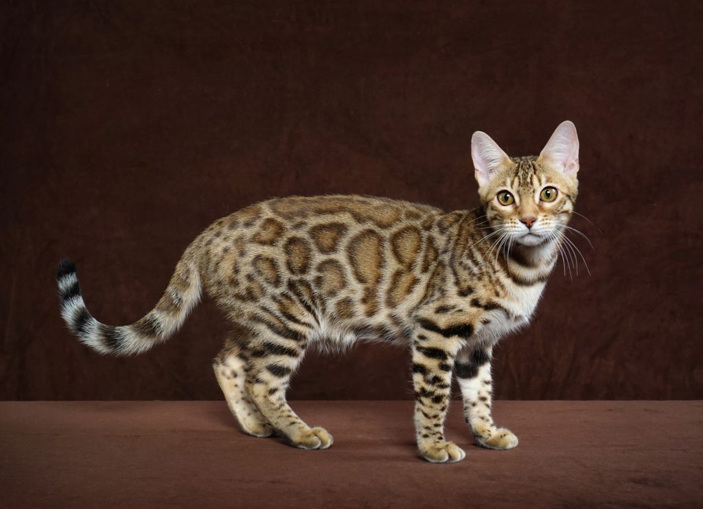 Bengal Adult Cats For Sale In GA - BoydsBengals