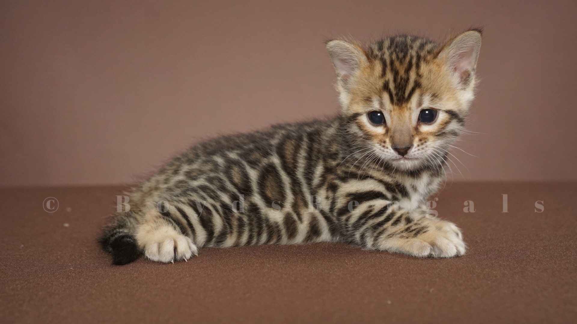 Available Bengal Kittens For Sale - BoydsBengals