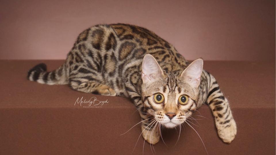 Bengal Breeder Queens In Georgia - BoydsBengals