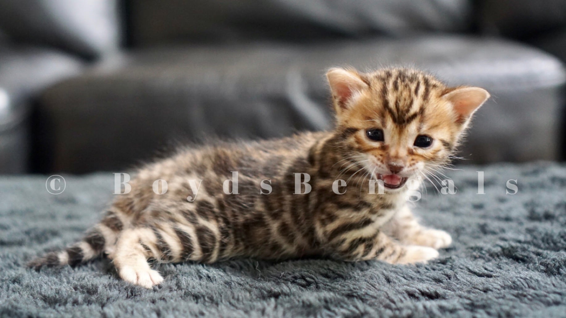 Available Bengal Kittens For Sale - BoydsBengals