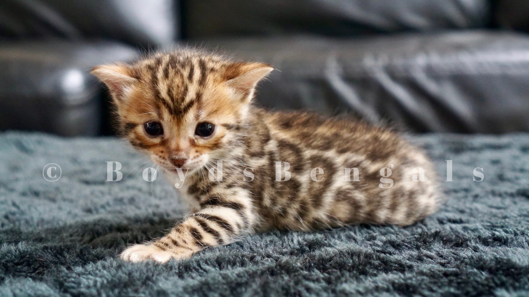 Available Bengal Kittens For Sale BoydsBengals