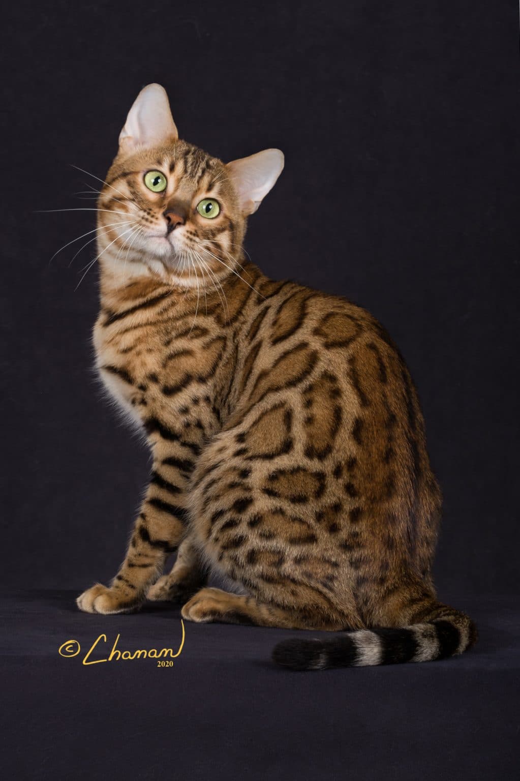 Bengal Kittens for Sale in Breeder Brown, Silver, Snow