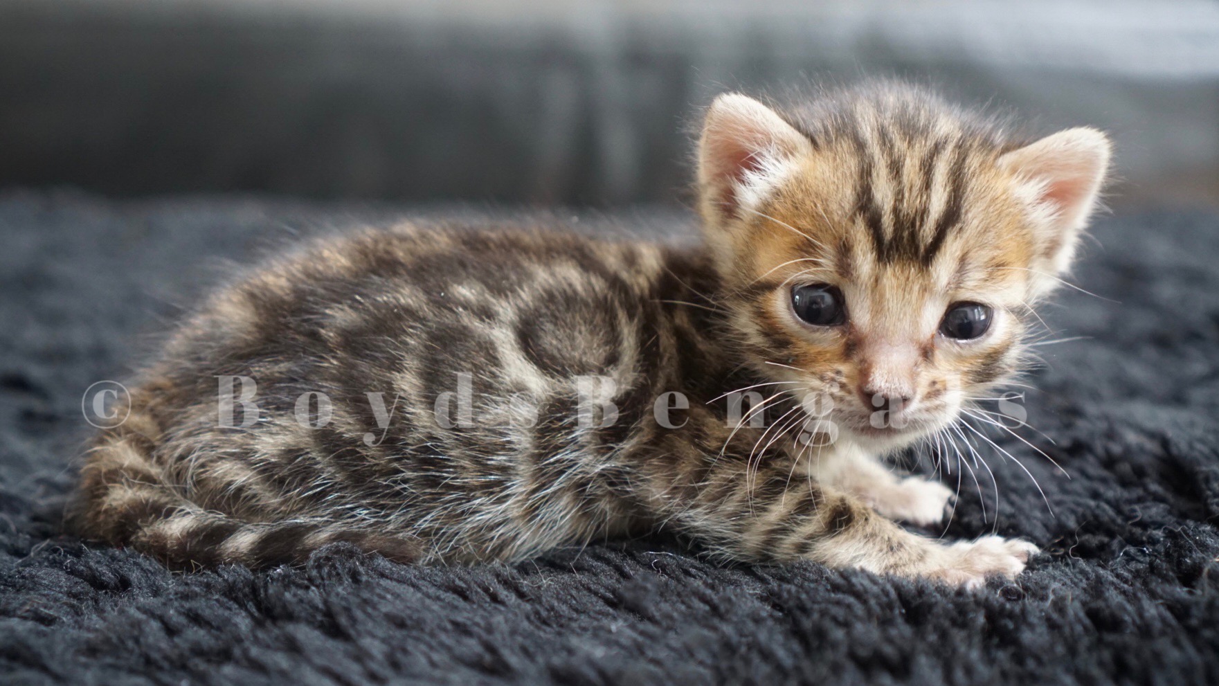 Available Bengal Kittens For Sale - BoydsBengals