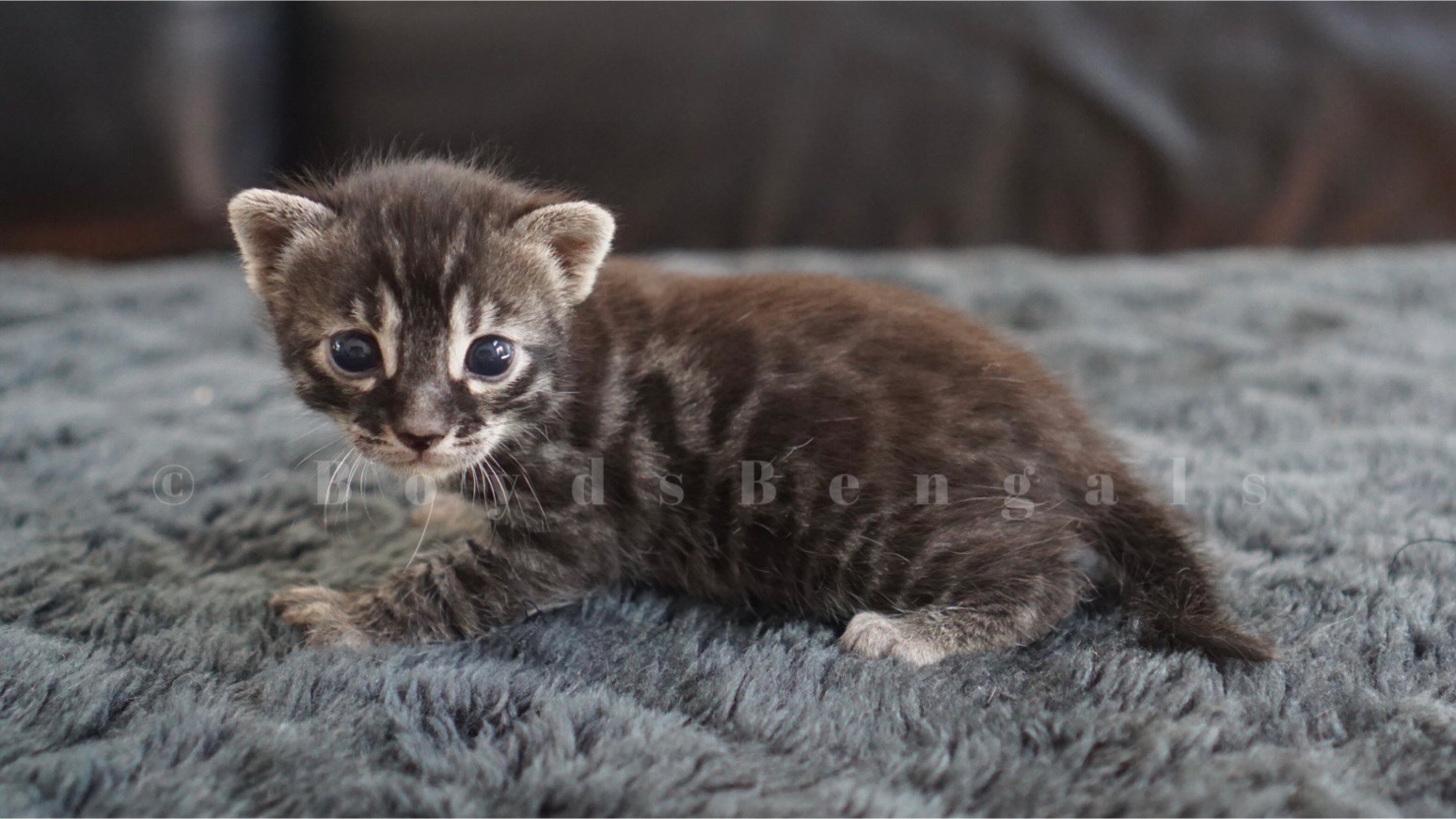 Available Bengal Kittens For Sale BoydsBengals