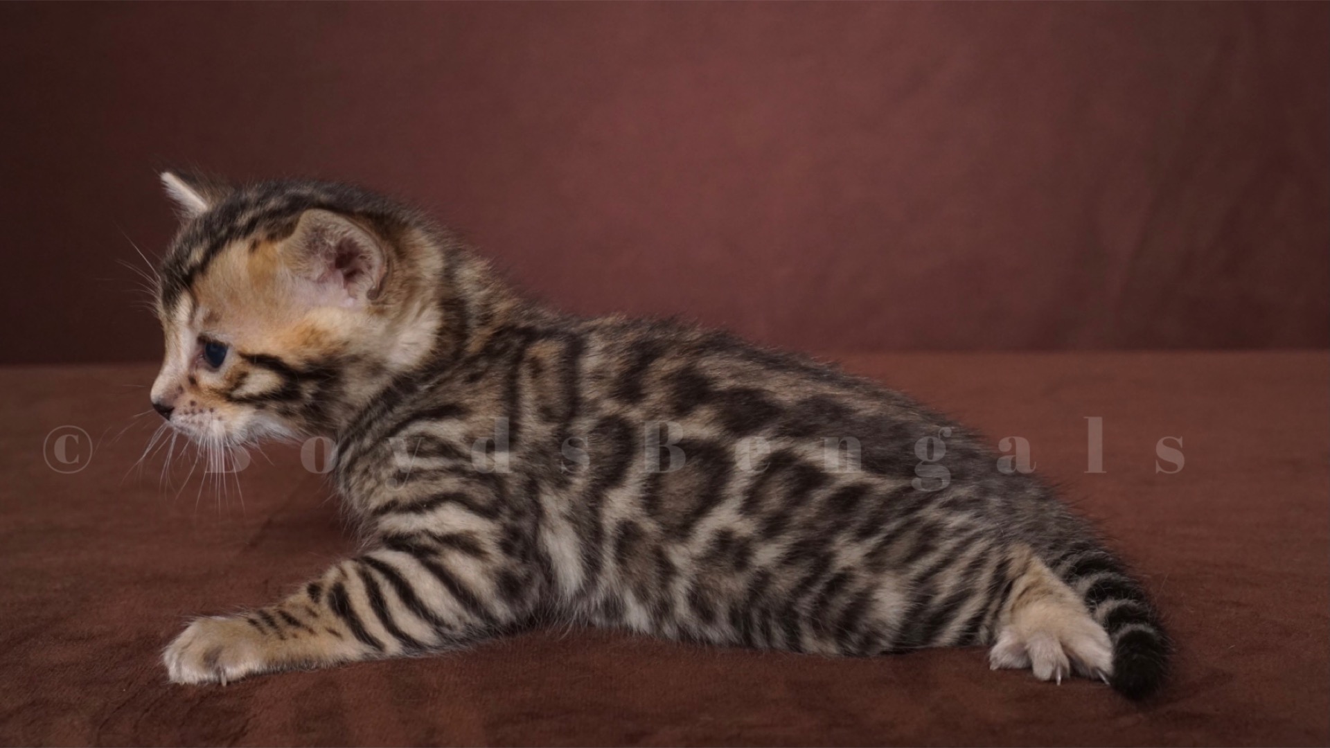 Available Bengal Kittens For Sale - BoydsBengals