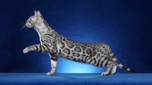 New CFA Bengal Grand Champion!