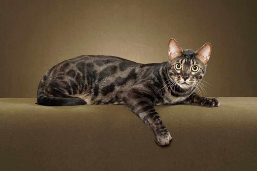 Bengal Kittens For Sale In Georgia | Breeder Brown, Silver, Snow