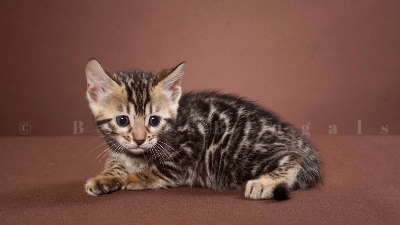 Available Bengal Kittens For Sale - BoydsBengals