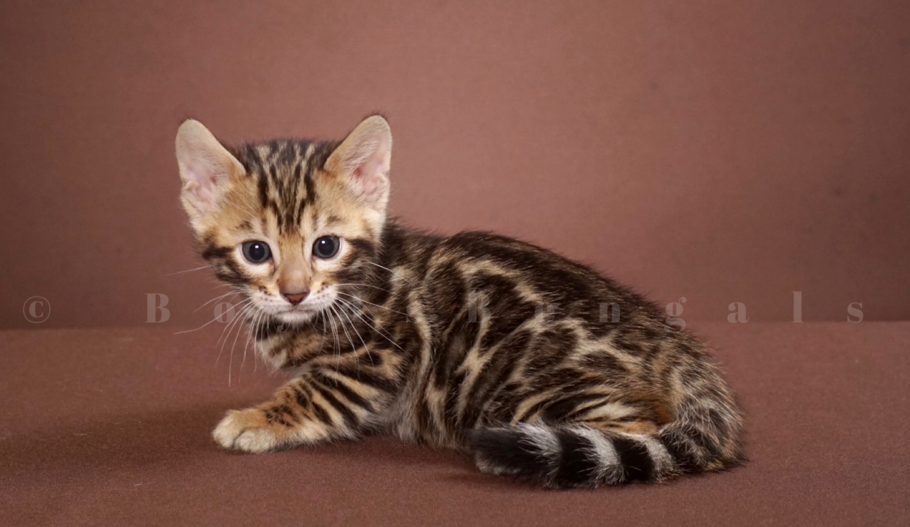 Available Bengal Kittens For Sale - BoydsBengals