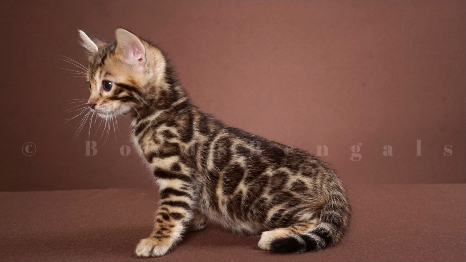 Available Bengal Kittens For Sale - BoydsBengals