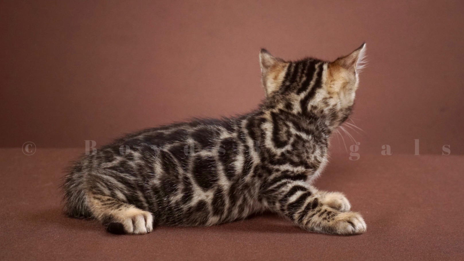 Available Bengal Kittens For Sale - BoydsBengals