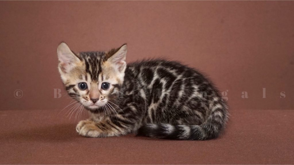 Available Bengal Kittens For Sale - BoydsBengals