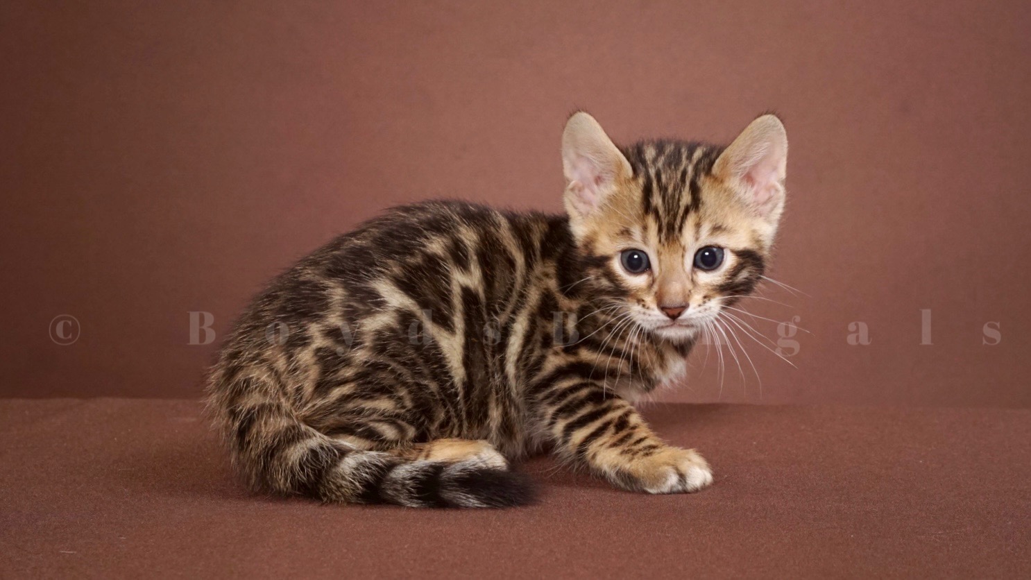 Available Bengal Kittens For Sale - BoydsBengals