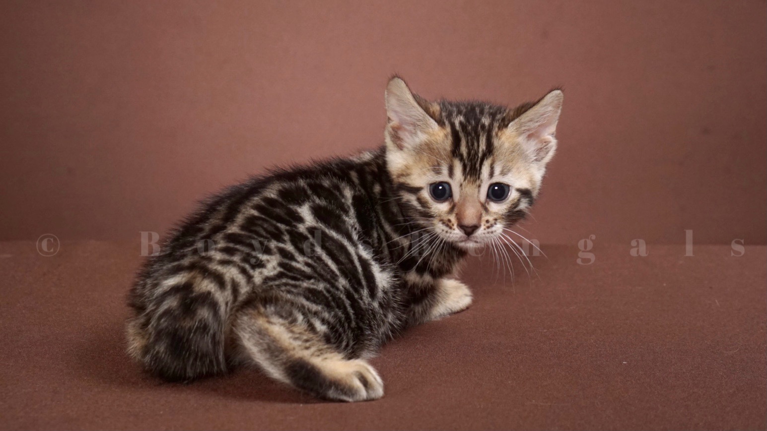 Available Bengal Kittens For Sale - BoydsBengals