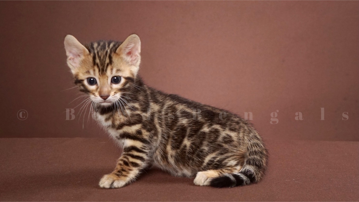 Available Bengal Kittens For Sale - BoydsBengals