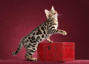 First Female Bengal DM in CFA – BoydsBengals Hearts Desire