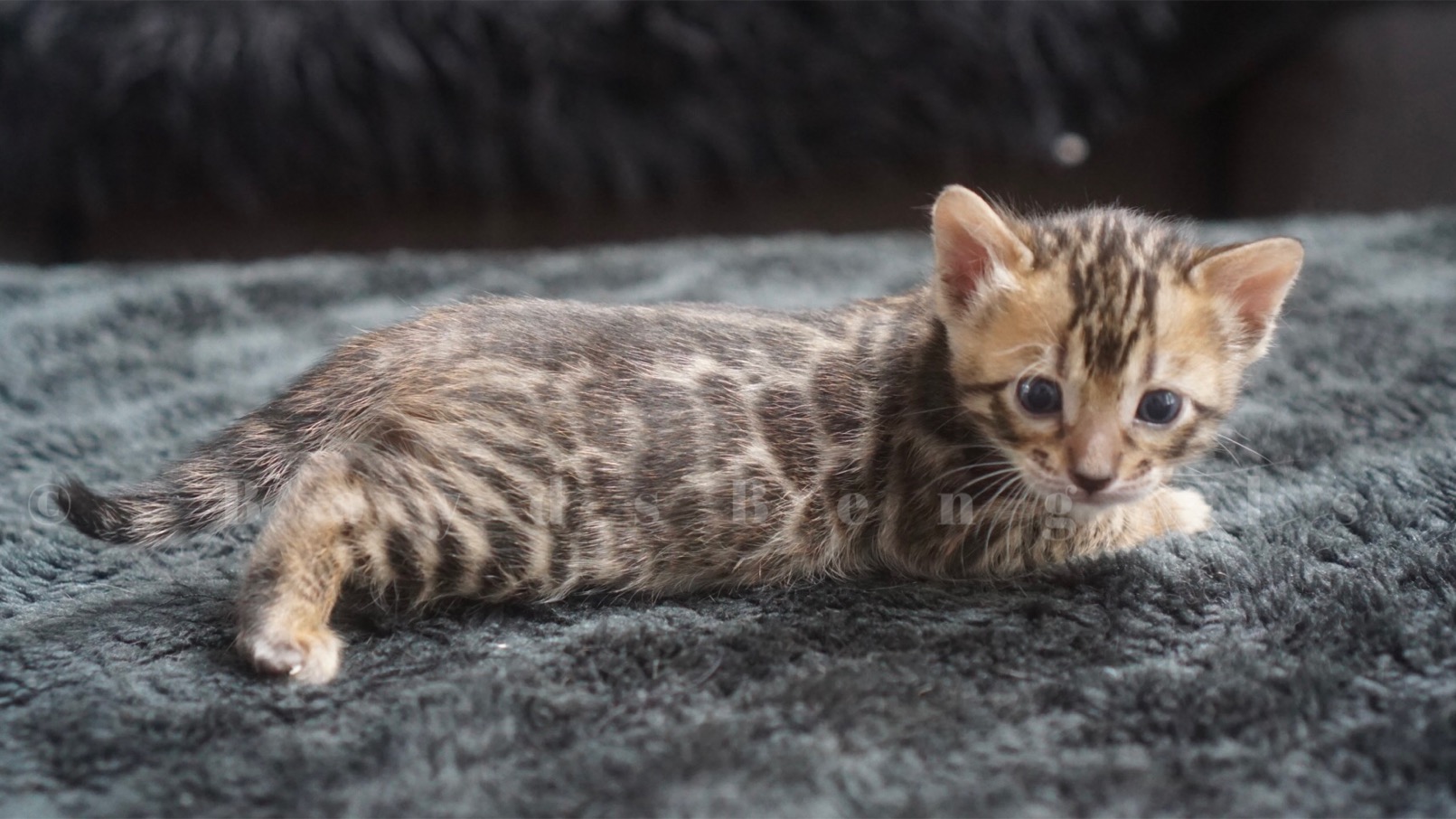 Available Bengal Kittens For Sale - BoydsBengals