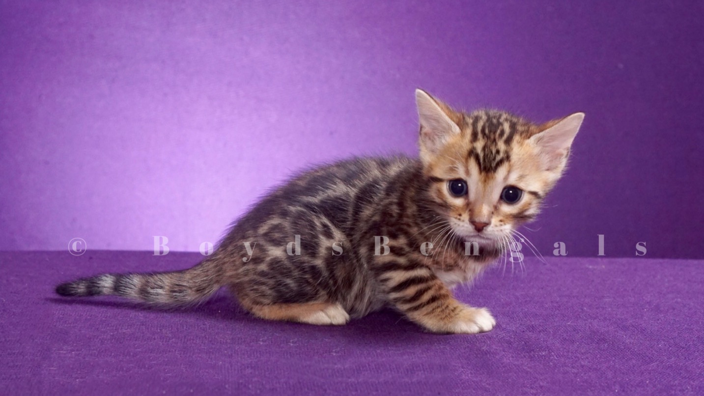 Available Bengal Kittens For Sale - Boydsbengals