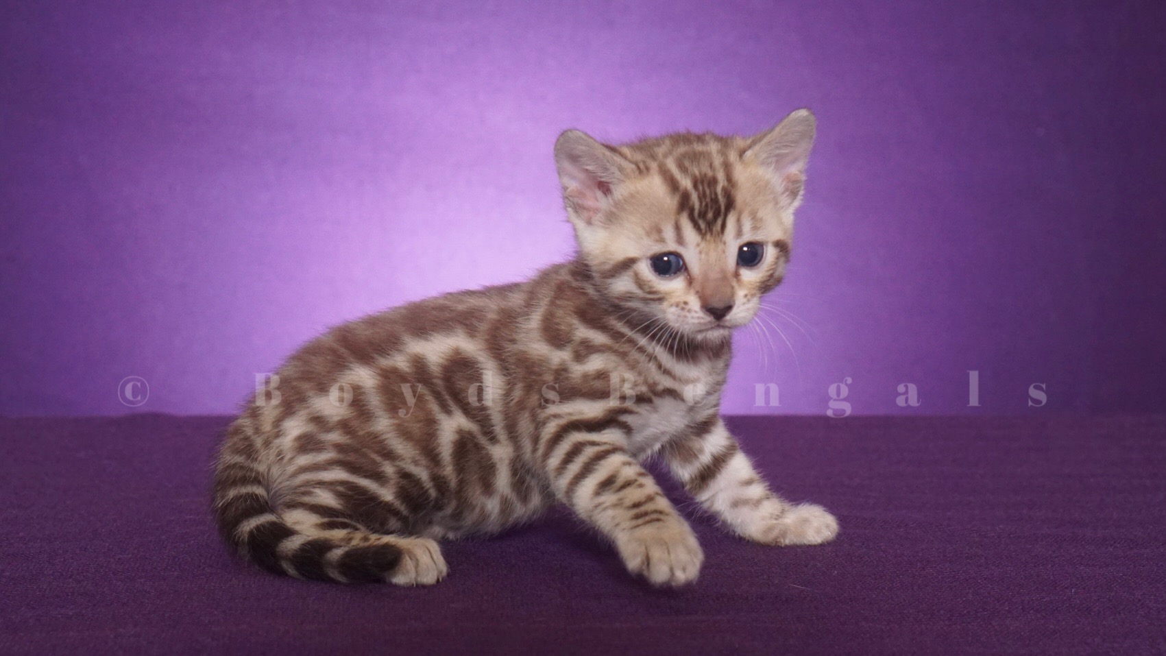 Available Bengal Kittens For Sale - BoydsBengals