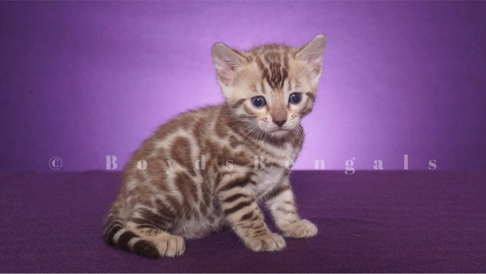 Available Bengal Kittens For Sale BoydsBengals