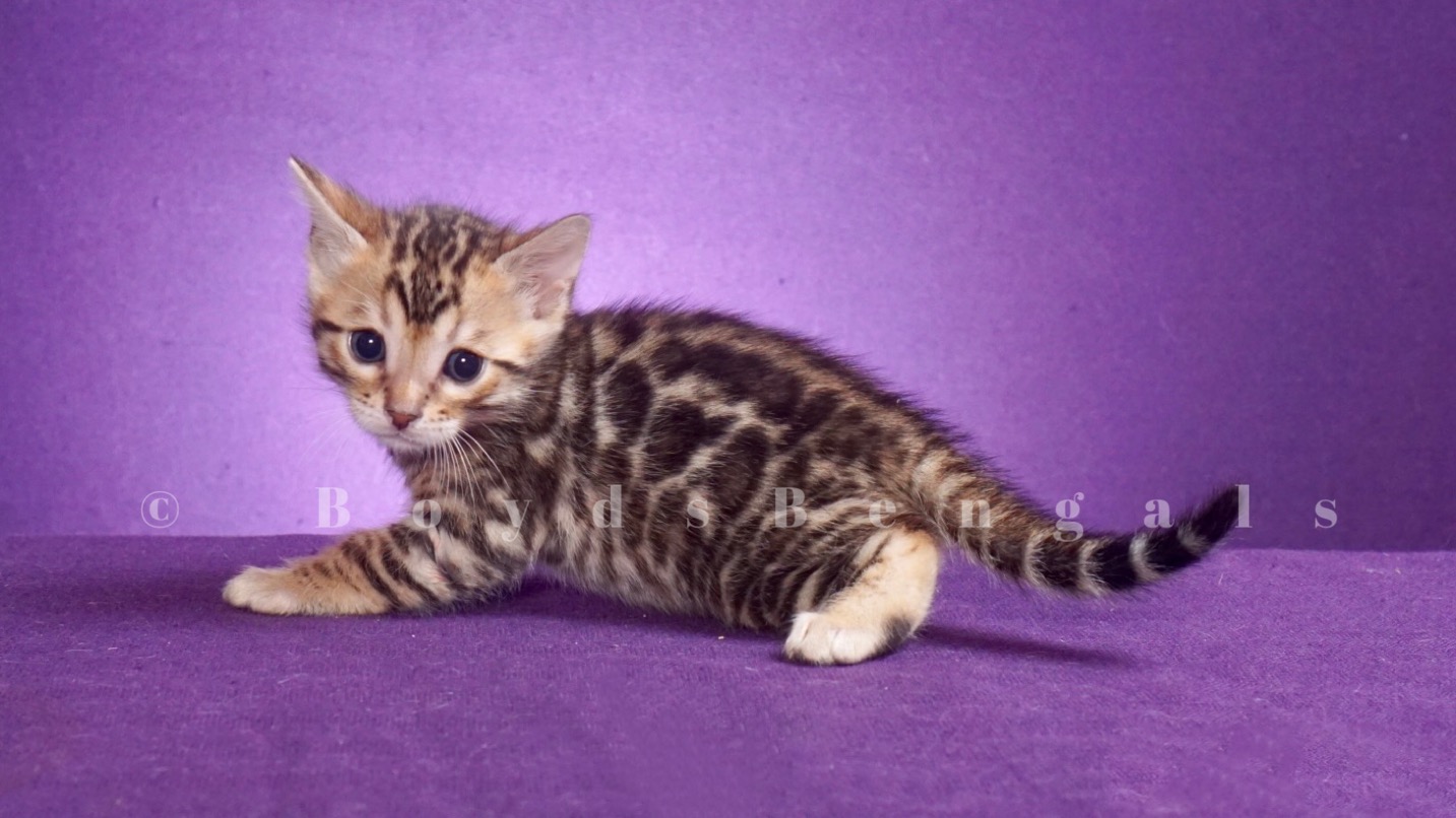 Available Bengal Kittens For Sale BoydsBengals