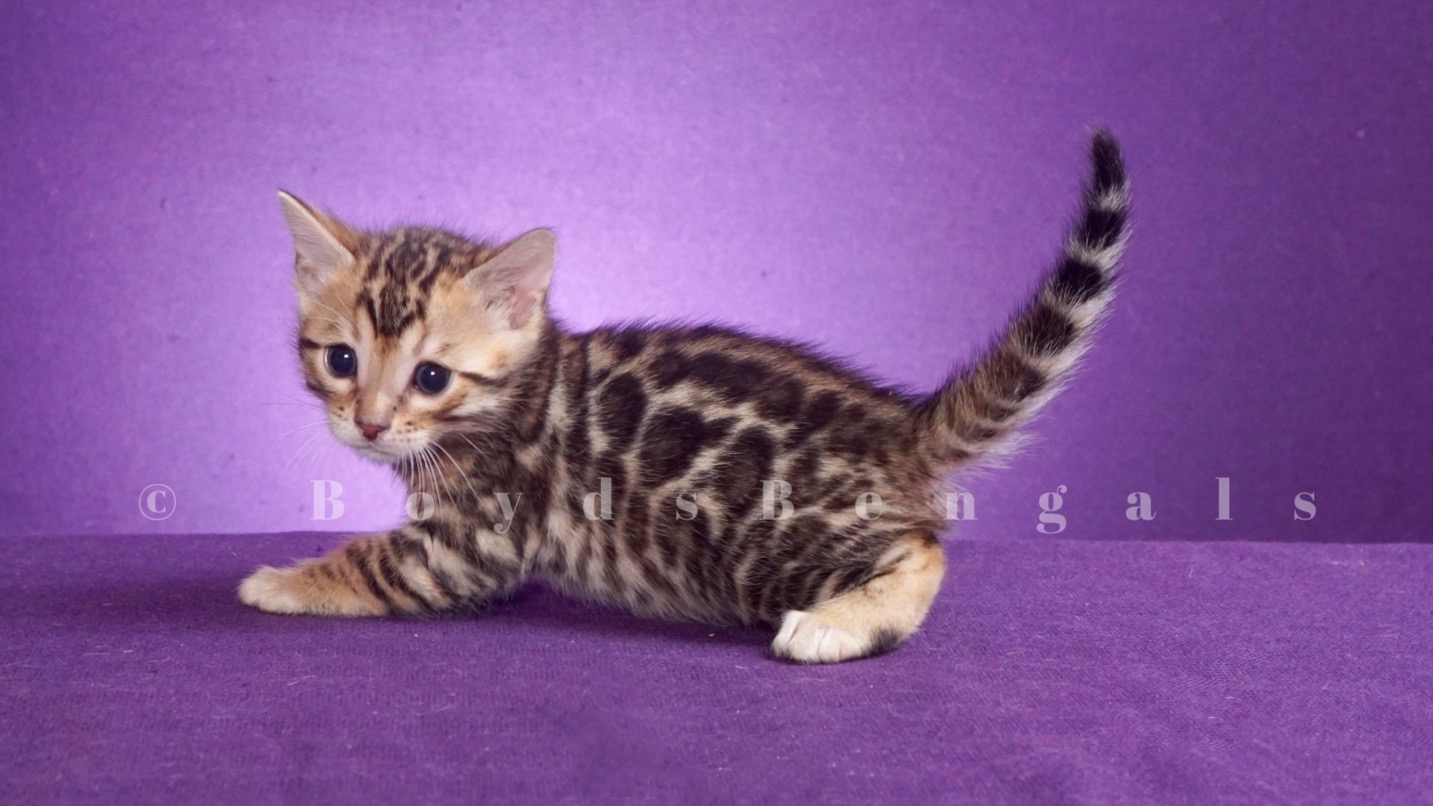 Available Bengal Kittens For Sale - BoydsBengals