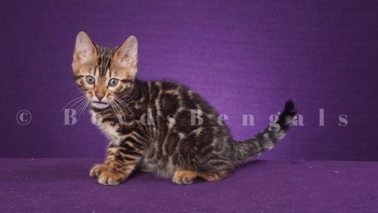 Available Bengal Kittens For Sale - BoydsBengals