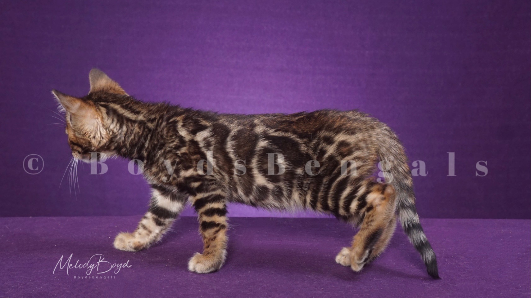 Available Bengal Kittens For Sale BoydsBengals