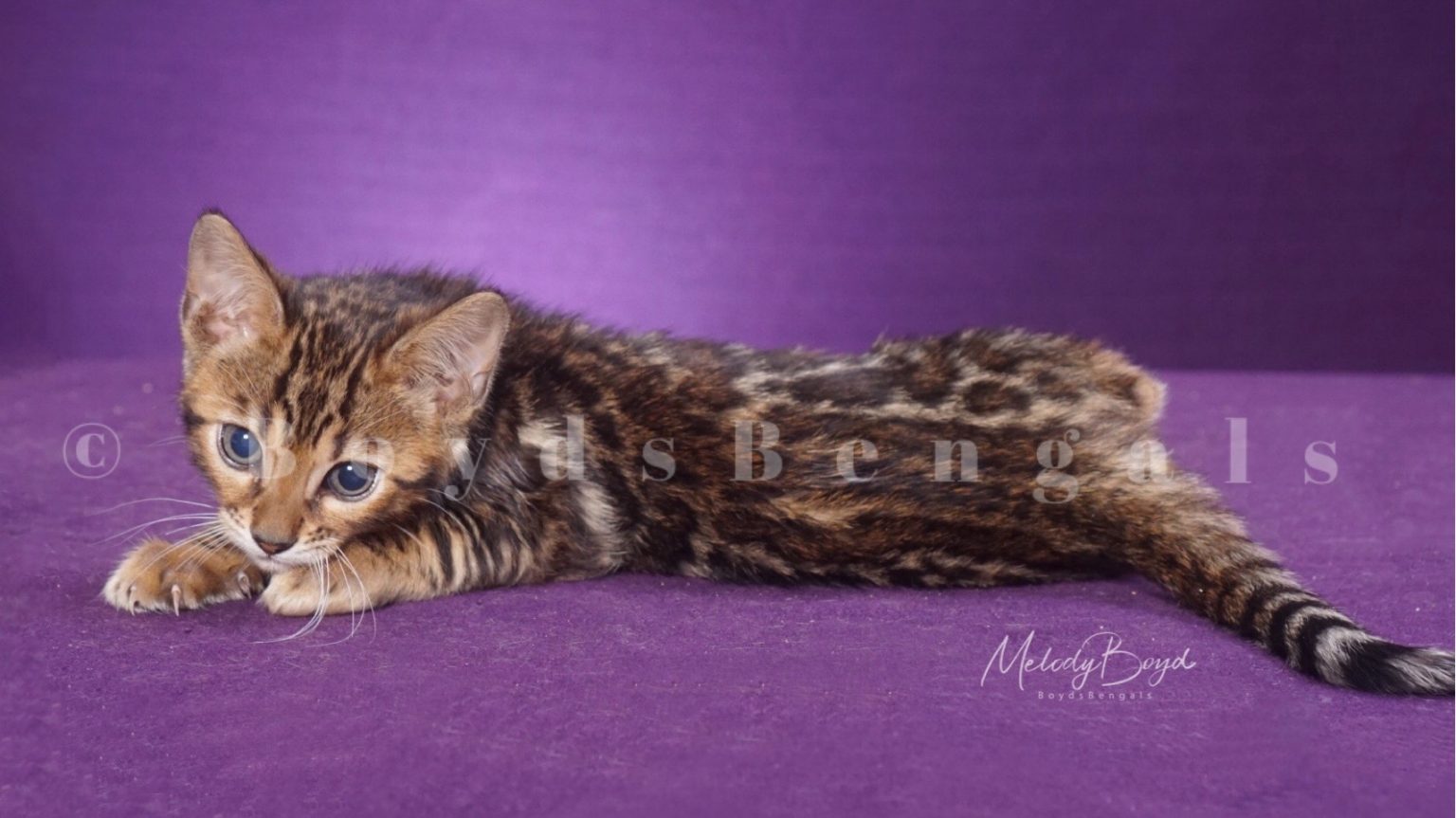 Available Bengal Kittens For Sale - BoydsBengals