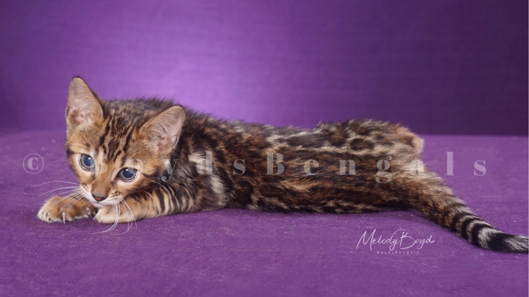 Available Bengal Kittens For Sale BoydsBengals