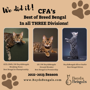 BoydsBengals Wins Best of Breed Bengal in all 3 CFA divisions