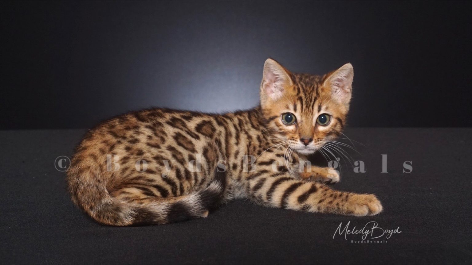 Available Bengal Kittens For Sale BoydsBengals
