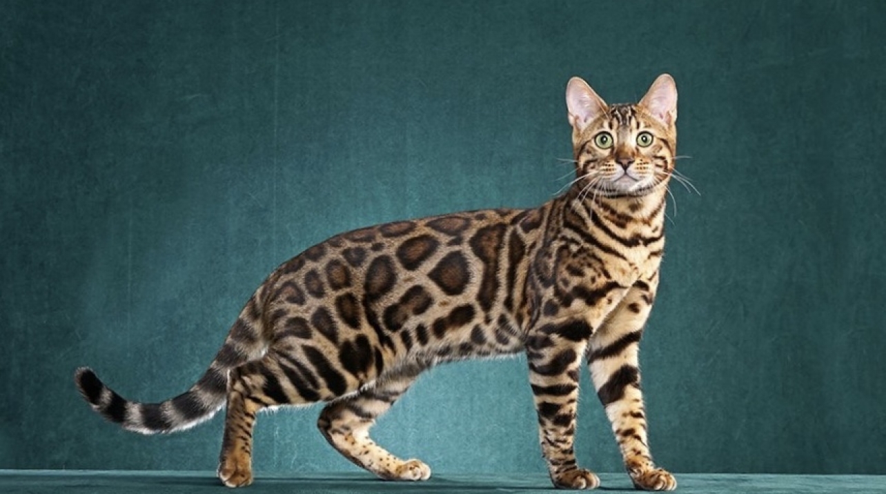 Breeder Directory - Bengal Breed