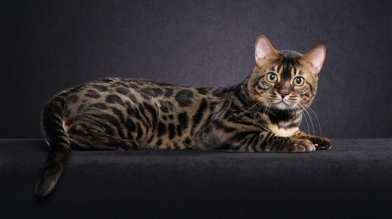 Bengal Cat for sale - Pedigree Hypoallergenic Cat - TICA Breeder