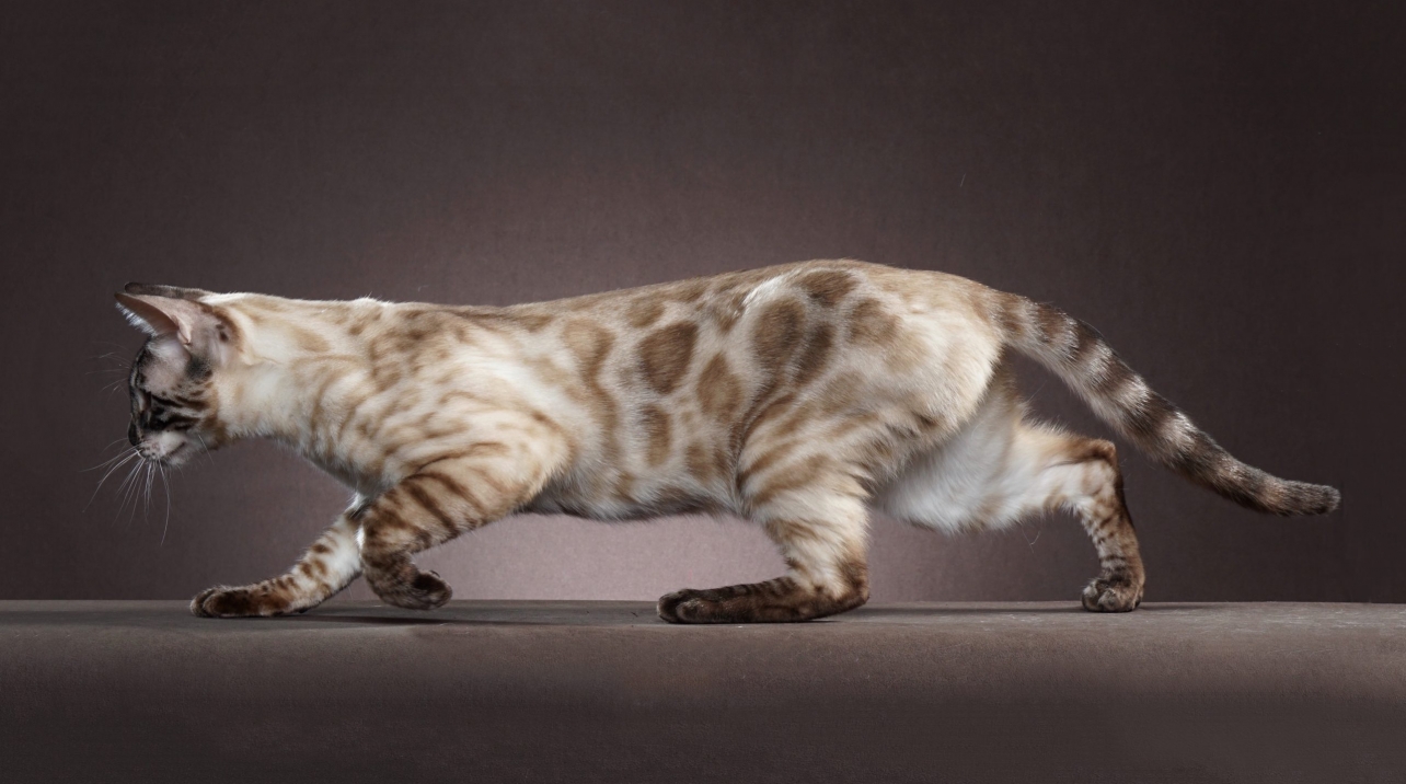 Bengal Cat for sale - Pedigree Hypoallergenic Cat - TICA Breeder