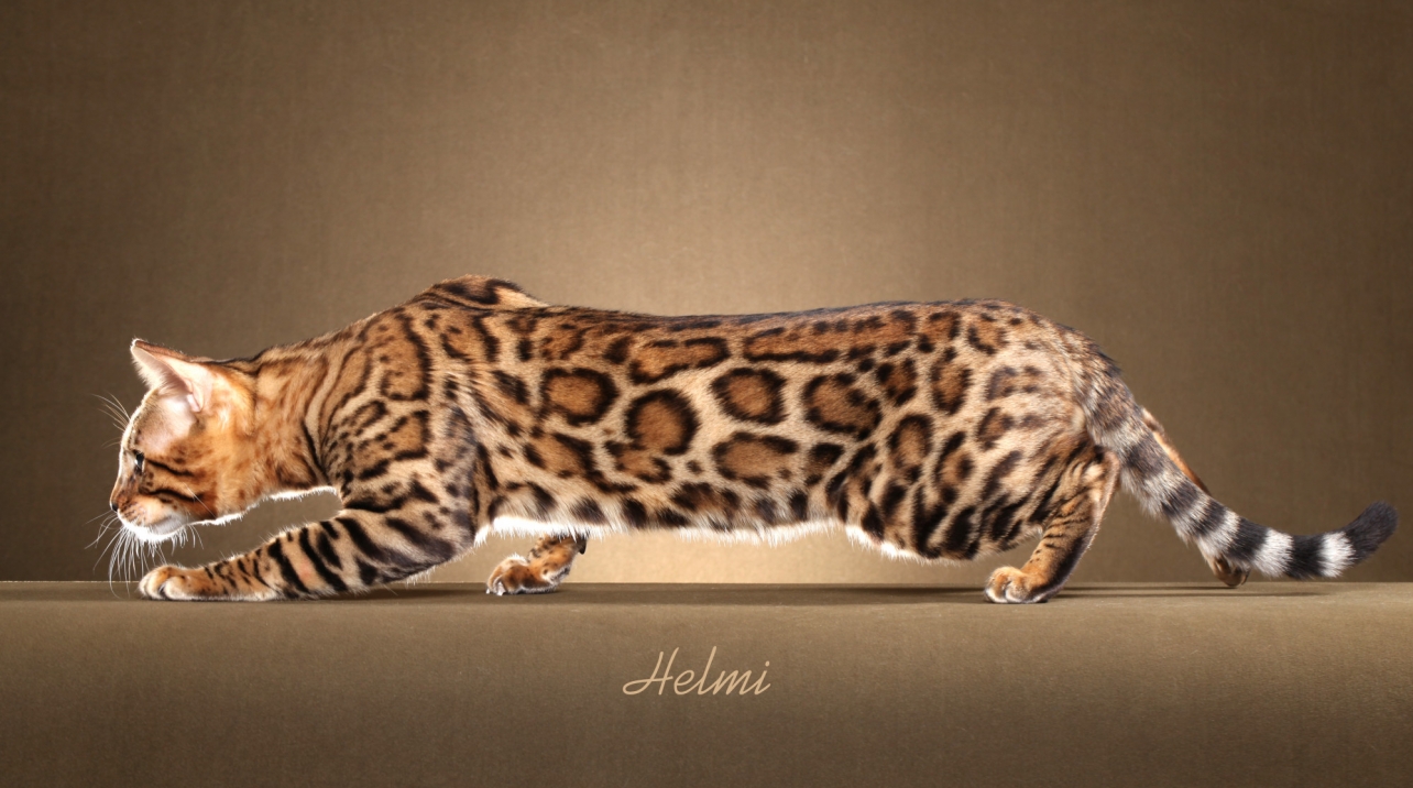 Bengal Cat for sale - Pedigree Hypoallergenic Cat - TICA Breeder