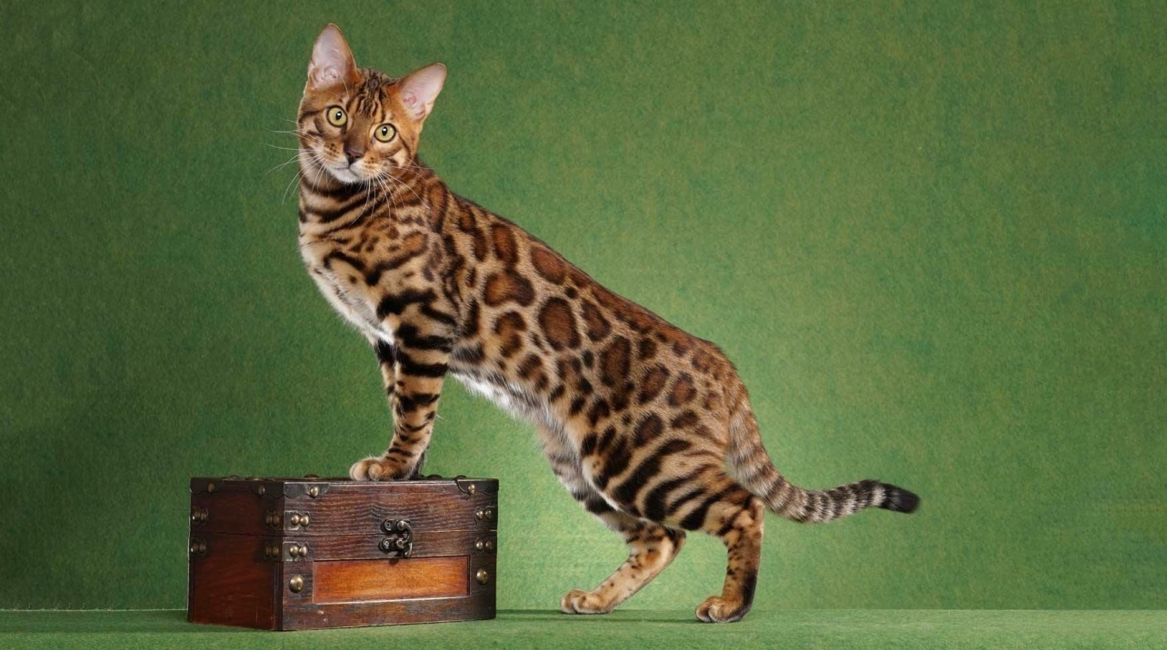 Bengal Cat for sale - Pedigree Hypoallergenic Cat - TICA Breeder